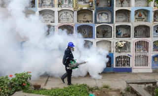 Brazil dùng muỗi biến đổi gen để chặn virus Zika