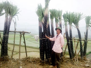 Èo uột cây mía Cao Phong
