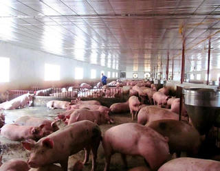 Hà Tĩnh: Thảm cảnh ô nhiễm do chăn nuôi ế ấm