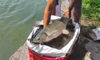 Nuôi cá trắm giòn trong ao/ lồng