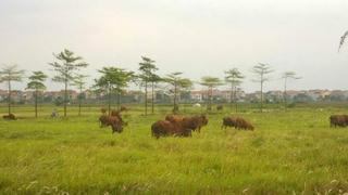 Thất thoát, lãng phí - làm sao ngăn chặn - Bài 4: Đất bỏ hoang - ai chịu trách nhiệm…?