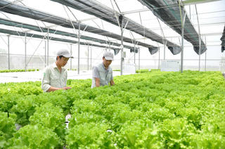Liên kết chuỗi và giá trị nông sản