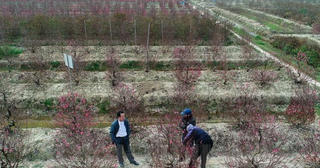 Người trồng đào ở Hải Dương có nguy cơ trắng tay, nợ nần vì Covid-19