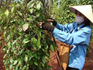 Hồ tiêu xuống giá: Hệ lụy từ phát triển ồ ạt