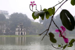 Hoa ban nở khắp phố Hà Nội