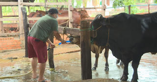 Bắt quả tang lò mổ bơm nước vào bụng bò trước khi giết mổ