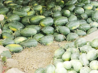 Người trồng dưa Quảng Ngãi điêu đứng