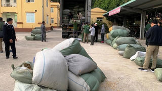 Vụ buôn lậu thuốc bắc: Đề nghị truy tố Phó Chi cục trưởng Hải quan cửa khẩu Chi Ma