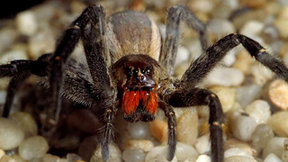 Dùng nọc độc nhện cứu người nhồi máu cơ tim