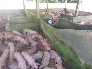 Phát hiện sớm, xử lý kịp thời các ổ dịch tả lợn châu Phi