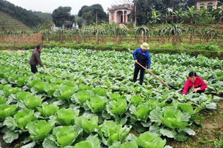 Bình yên ở Nghĩa Lạc
