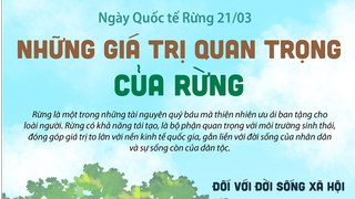 Ngày Quốc tế Rừng 21-3: Những giá trị quan trọng của rừng