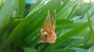 [VIDEO] Nhện thợ săn mềm như thạch sau khi lột xác