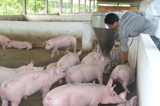 Hướng đến mô hình kinh tế tuần hoàn trong chăn nuôi