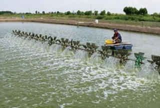 Hỗ trợ Quảng Ninh phòng, chống dịch bệnh thủy sản