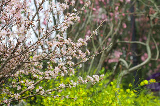 [ẢNH] Hoa anh đào nở rộ giữa lòng Thủ đô