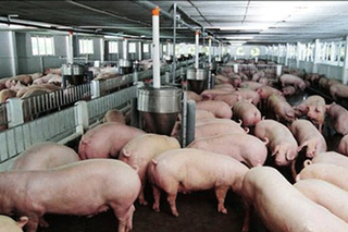 Rủi ro khi 'găm hàng'