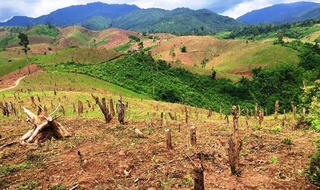 Ngăn chặn tình trạng phá rừng ở Mường Nhé