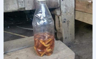 Hai cậu cháu tử vong vì uống rượu ngâm rễ cây lạ