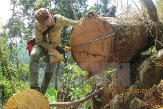 Lợi dụng nghỉ Tết, lâm tặc ráo riết vận chuyển gỗ khỏi rừng
