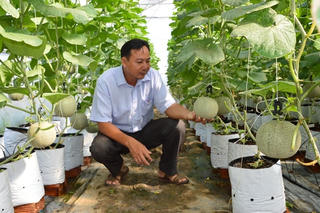 Mở đường cho dưa lưới Sóc Trăng