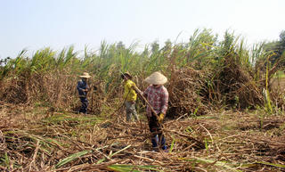 Mía rớt giá, người trồng điêu đứng