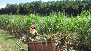 Áp thuế đối với đường nhập khẩu từ Thái Lan