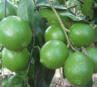 Kỹ thuật trồng chanh