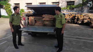 Chở gỗ lậu, tài xế tông vào lực lượng chức năng để tẩu thoát