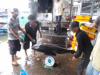 Lộc biển từ Trường Sa
