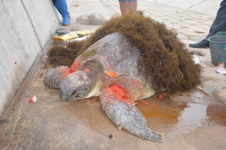 Nam Định: Rùa biển lớn dạt vào bờ trong tình trạng bị thương