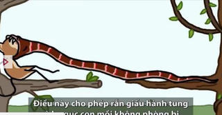 Nguyên nhân con người thường hoảng sợ khi gặp rắn