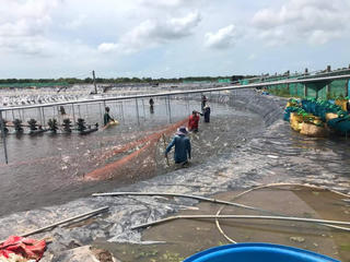 Giá đầu vào tăng, người nuôi tôm lao đao