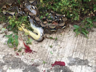 Truy tìm đối tượng sát hại trăn gấm ở Sơn Trà