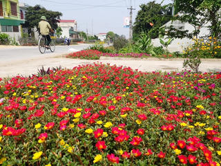 Những con đường hoa làm đẹp khu dân cư