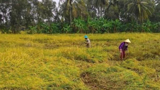 Cà Mau: Hơn 1.400 ha lúa đổ ngã, đê biển bị uy hiếp do mưa lớn