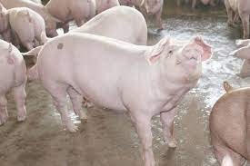 Hôm nay giá lợn hơi giảm nhẹ