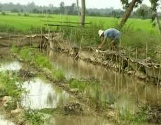 Kỹ thuật nuôi cua đồng