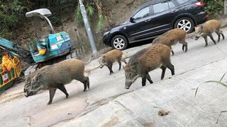 Hong Kong ngăn chặn cuộc 'xâm lăng' của lợn rừng
