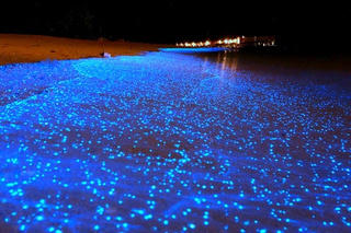 Loài mực phát sáng ở Nhật Bản