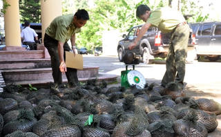 Tàng trữ từ 0,05kg tê tê có thể bị phạt tù