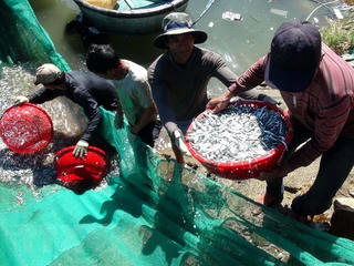 Ngư dân ven biển phấn khởi trúng đậm vụ cá đầu năm