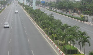 Bất ngờ khi hàng cau bị đốn hạ