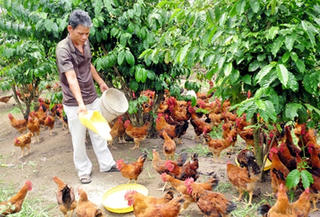 Con gà thoát… lệ phí