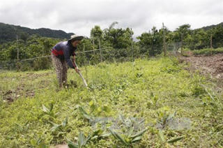 Kon Tum: Hy vọng thoát nghèo từ cây sâm đá