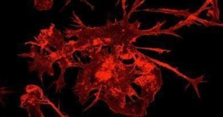 Giải đáp bí ẩn về phản ứng miễn dịch của con người