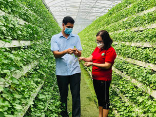 Chàng trai 8x Đồng Tháp kiếm bộn tiền nhờ phương pháp thủy canh rau má 