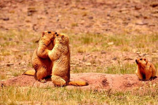 [ẢNH] Hạn hán, sóc marmot 'nắm chặt tay nhau' vượt khó khăn