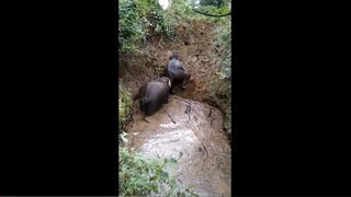 [VIDEO] Voi giúp đồng loại trèo lên khỏi hố sâu 6 mét