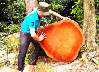 Quảng Nam: Do nước bạn đóng cửa rừng và nhu cầu làm nhà tăng cao nên rừng bị tàn phá?